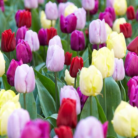 Tulipa Single Early 'Prince Mixture' 