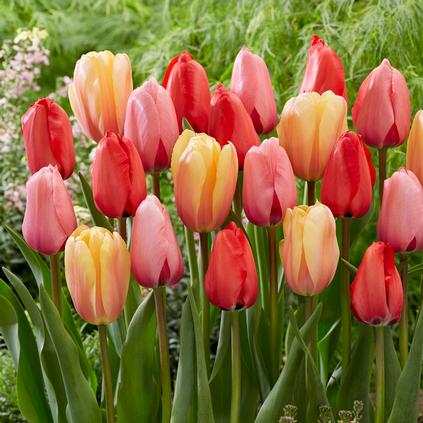 Tulipa Darwin Hybrid 'Impression Mixture' 