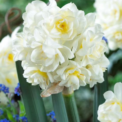 Narcissi Tazetta 'Paperwhite Erlicheer' 