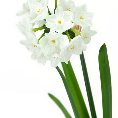 Narcissi Tazetta 'Paperwhite Inbal' 