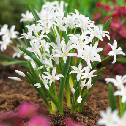 Chionodoxa 'Luciliae Alba' 
