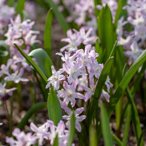Chionodoxa 'Pink Giant' 