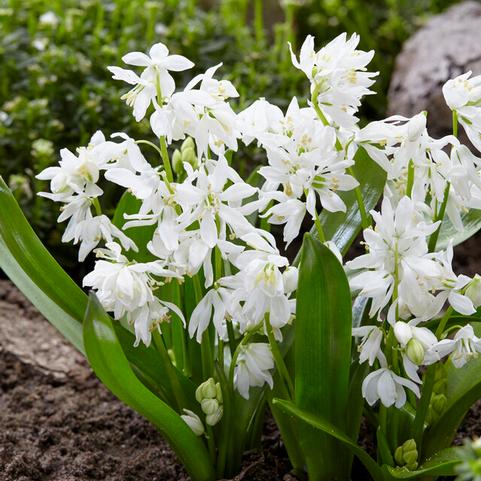 Scilla Siberica 'Alba' 