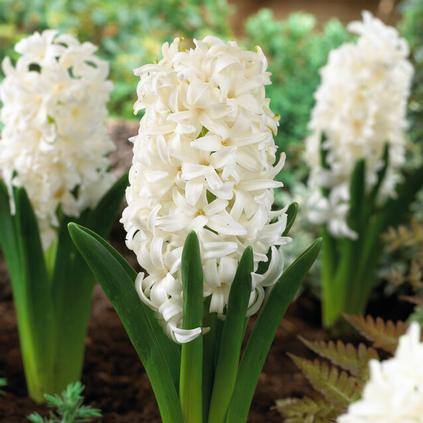 Hyacinthus Orientalis 'White Pearl' 