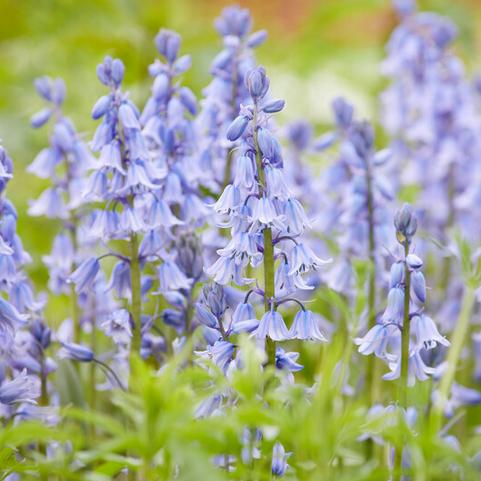 Hyacinthoides Hispanica 'Blue' 