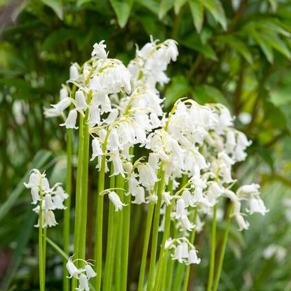 Hyacinthoides Hispanica 'White' 
