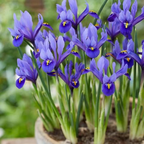 Iris Miniature 'Reticulata Harmony' 