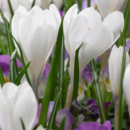Crocus Large Flowering 'Peter Pan' 