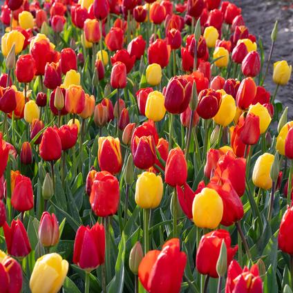 Tulipa Long-lasting 'Fire Glow Mixture' 