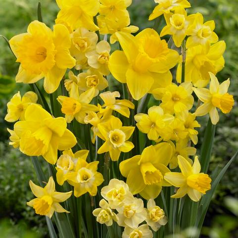 Double Daffodil Bulbs  Colorblends® Wholesale Flowerbulbs