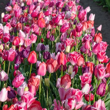 Tulipa Long-lasting 'Sweet Pink Mixture' 