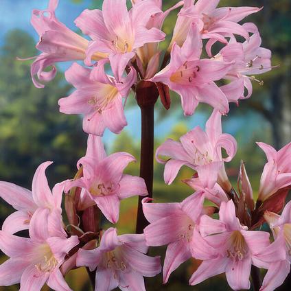 Amaryllis 'Belladonna Pink' 