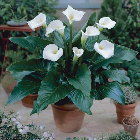 Calla 'Aethiopica' 