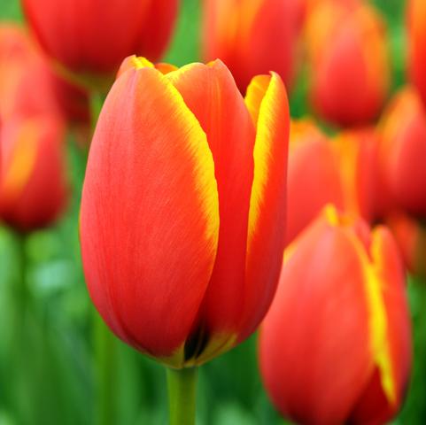 Tulipa Darwin Hybrid 'World's Favorite' 