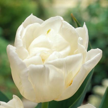 Tulipa Double Mid 'Mondial' 