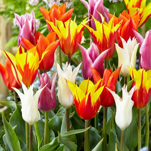 Tulipa Lily Flowering 'Lily Flowering Mixture' 