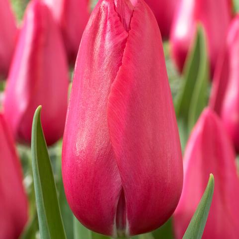 Buy Wholesale Pink Bliss Double Tulip Flowers in Bulk - FiftyFlowers