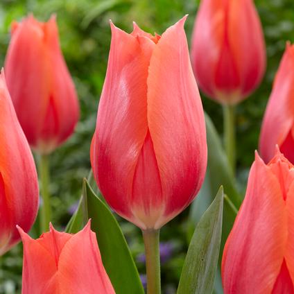 Tulipa Single Late 'Temple of Beauty' 