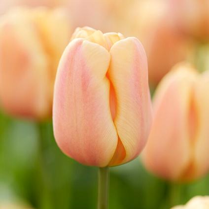 Tulipa Triumph 'Apricot Foxx' 