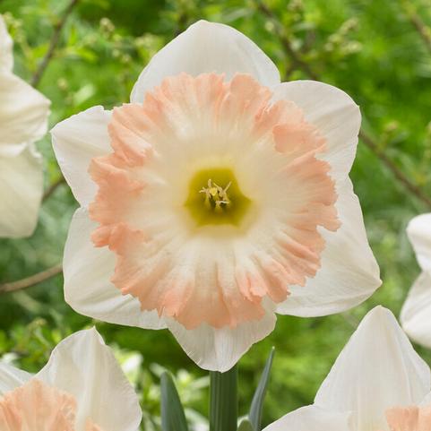 Narcissi Trumpet 'British Gamble' 