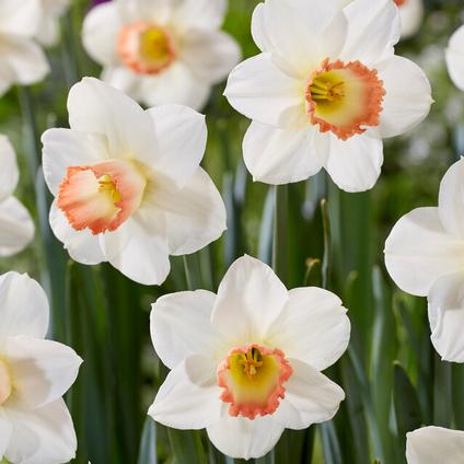 Narcissi Large Cupped 'Pink Charm' 