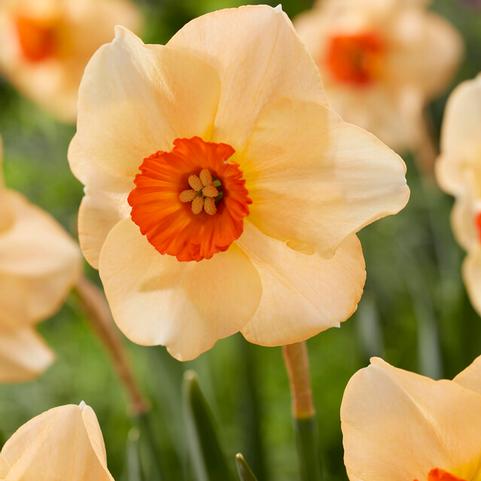Narcissi Small Cupped 'Altruist' 