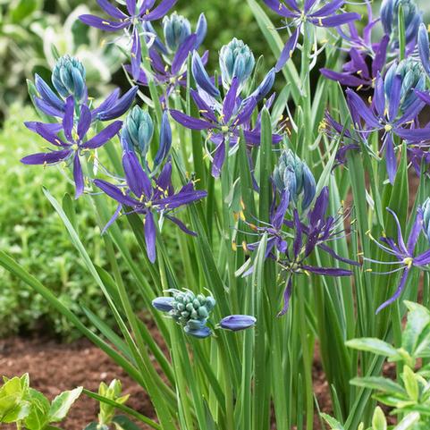 Camassia Esculenta 'Quamash' 