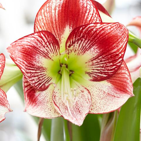 Amaryllis Dutch 'Flamenco Queen' 