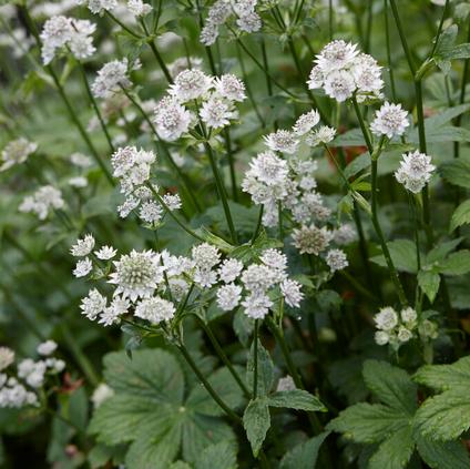 Astrantia Star of Royals (Ships in Spring) 
