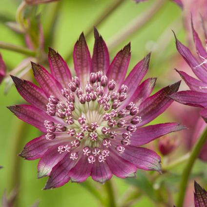 Astrantia major 'Star of Fire' (Ships in Spring) 