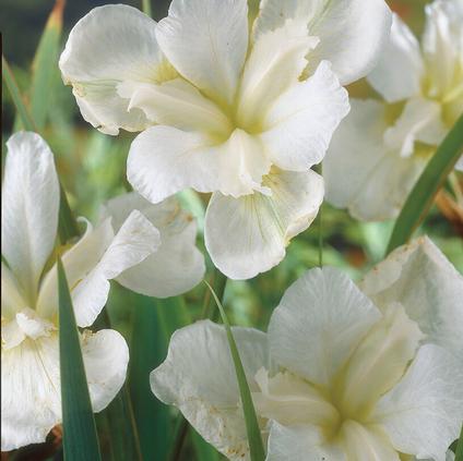 Iris Sibirica White Swirl (Ships in Spring) 