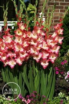 Gladiolus Large Flowering 'Priscilla' (Ships in Spring) Gladiolus: Bulk Bag of 500 Bulbs, Size 14/16 cm