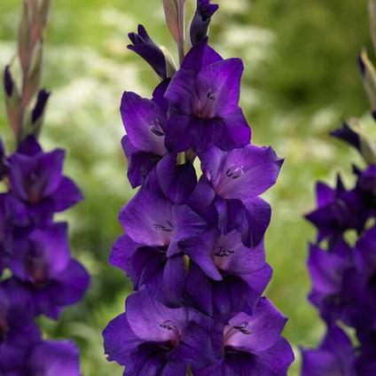 Gladiolus Large Flowering 'Purple Flora' (Ships in Spring) 