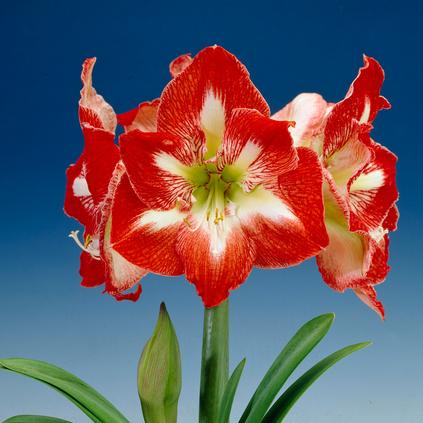 Amaryllis Peruvian 'Minerva' 
