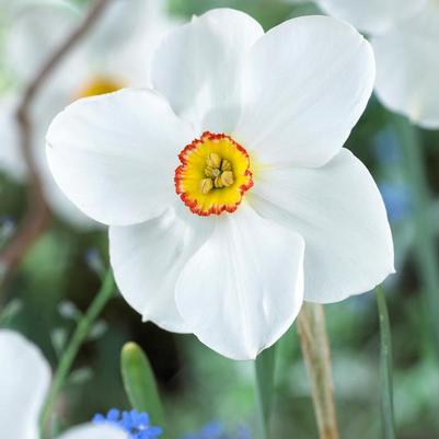 Narcissi Small Cupped 'Actaea' (Pheasant's Eye) 