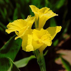 Canna Tall Green Leaf 'Richard Wallace' (Ships in Spring) 