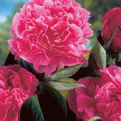 Paeonia Alexander Fleming (Ships in Spring) 