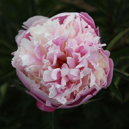 Paeonia Emile Debatne (Ships in Spring) 