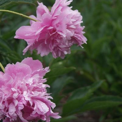 Paeonia Monsieur Jules Elie (Ships in Spring) 