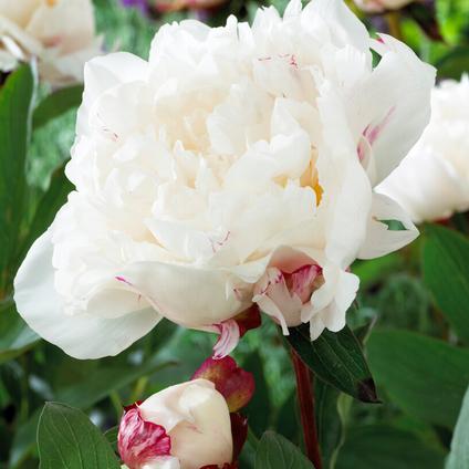 Paeonia Myrtle Gentry (Ships in Spring) 