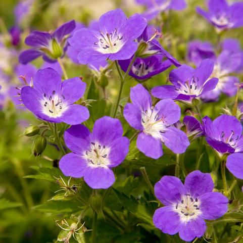 Geranium Amy Doncaster (Ships in Spring) 