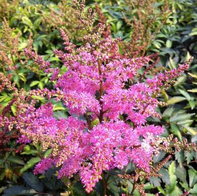 Astilbe Younique 'Lilac' (Ships in Spring) 