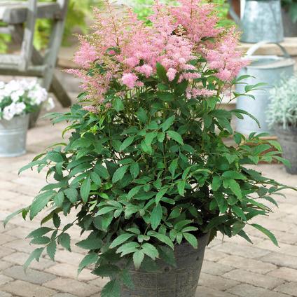Astilbe Younique 'Silvery Pink' (Ships in Spring) 