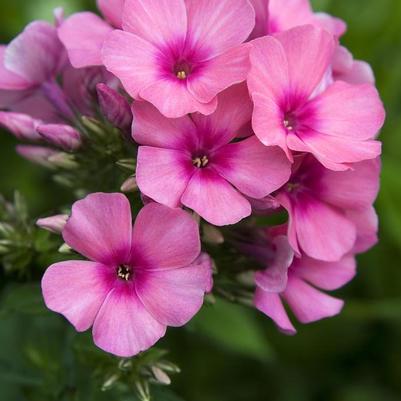 Summer Phlox Flame 'Pink Flame' (Ships in Spring) 