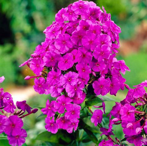 Summer Phlox Flame 'Purple Flame' (Ships in Spring) 