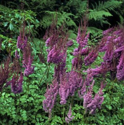 Astilbe Purple Lance (Ships in Spring) 
