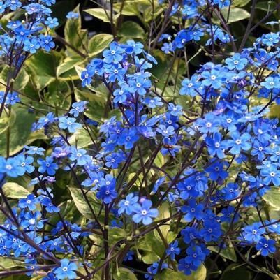 Brunnera Hadspen Cream (Ships in Spring) 