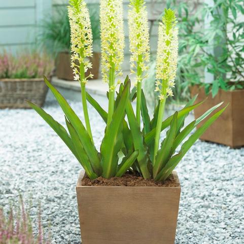 Eucomis Megaru (Ships in Spring) 