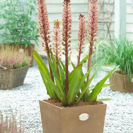 Eucomis Tugela Jewel (Ships in Spring) 