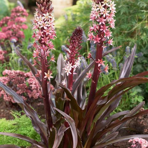 Eucomis Sparkling Burgundy (Ships in Spring) 